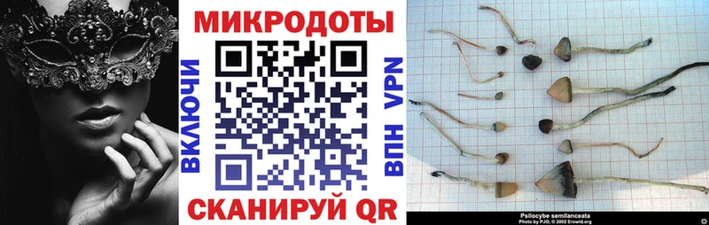 Галлюциногенные грибы Psilocybine cubensis  Сычёвка 